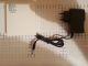  5V 2A (3,5mm . . ) Live Power LP-23 (0,7A) 